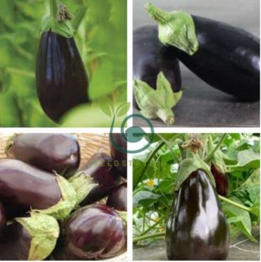 Rarest Heirloom 'Emperor' Black Pear Eggplant Vegetable 200 Seeds