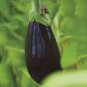 Rarest Heirloom 'Emperor' Black Pear Eggplant Vegetable 200 Seeds