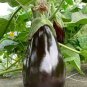 Rarest Heirloom 'Emperor' Black Pear Eggplant Vegetable 200 Seeds