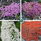 Creeping Thyme Seeds Rock CRESS Plant - Light Orange Colors 200 Seeds