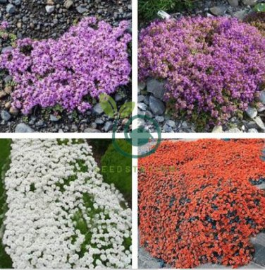 Creeping Thyme Seeds Rock CRESS Plant - Light Orange Colors 200 Seeds