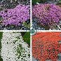 Creeping Thyme Seeds Rock CRESS Plant - Light Orange Colors 200 Seeds