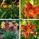 Hemerocallis Seeds Mixed 6 Colors 200 Seeds
