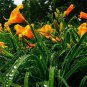 Hemerocallis Seeds Mixed 6 Colors 200 Seeds