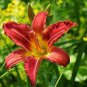 Hemerocallis Seeds Mixed 6 Colors 200 Seeds