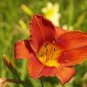 Hemerocallis Seeds Mixed 6 Colors 200 Seeds