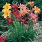 Hemerocallis Seeds Mixed 6 Colors 200 Seeds