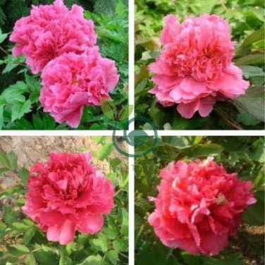 Rare 'Hong Lou Fei Cui' Red Peony Seedling Flower 10 Seeds