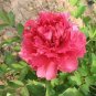 Rare 'Hong Lou Fei Cui' Red Peony Seedling Flower 10 Seeds