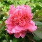 Rare 'Hong Lou Fei Cui' Red Peony Seedling Flower 10 Seeds