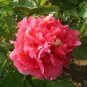 Rare 'Hong Lou Fei Cui' Red Peony Seedling Flower 10 Seeds