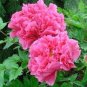 Rare 'Hong Lou Fei Cui' Red Peony Seedling Flower 10 Seeds