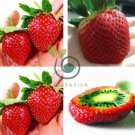 Strawberry ‘Kiwi’ Seed Organic Sweet Fruit  600 seeds