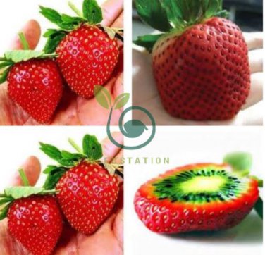 Strawberry &acirc;��Kiwi&acirc;�� Seed Organic Sweet Fruit  600 seeds