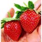 Strawberry &acirc;��Kiwi&acirc;�� Seed Organic Sweet Fruit  600 seeds