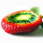Strawberry &acirc;��Kiwi&acirc;�� Seed Organic Sweet Fruit  600 seeds