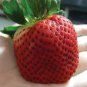 Strawberry &acirc;��Kiwi&acirc;�� Seed Organic Sweet Fruit  600 seeds
