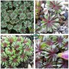 Rare Oxalis Versicolor Plants World's 200 Seeds