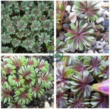 Rare Oxalis Versicolor Plants World's 200 Seeds