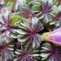 Rare Oxalis Versicolor Plants World's 200 Seeds