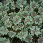 Rare Oxalis Versicolor Plants World's 200 Seeds