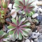 Rare Oxalis Versicolor Plants World's 200 Seeds