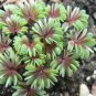 Rare Oxalis Versicolor Plants World's 200 Seeds