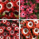 Hybrid F1 Orange White Florist's Cineraria 70 Seeds