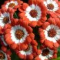 Hybrid F1 Orange White Florist's Cineraria 70 Seeds