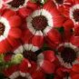 Hybrid F1 Orange White Florist's Cineraria 70 Seeds