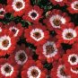 Hybrid F1 Orange White Florist's Cineraria 70 Seeds