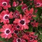 Hybrid F1 Orange White Florist's Cineraria 70 Seeds