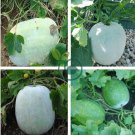 Gourd petha 200 Seeds
