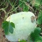 Gourd petha 200 Seeds