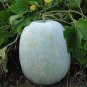 Gourd petha 200 Seeds
