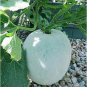 Gourd petha 200 Seeds
