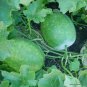 Gourd petha 200 Seeds