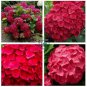 Hydrangea Flores Bonsai Plant for Home Garden (Color:Red)  40 Seeds