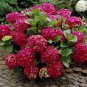 Hydrangea Flores Bonsai Plant for Home Garden (Color:Red)  40 Seeds
