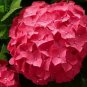 Hydrangea Flores Bonsai Plant for Home Garden (Color:Red)  40 Seeds
