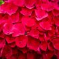Hydrangea Flores Bonsai Plant for Home Garden (Color:Red)  40 Seeds