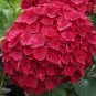 Hydrangea Flores Bonsai Plant for Home Garden (Color:Red) 40 Seeds