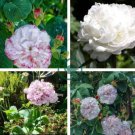 Peony Flowers Seeds White Damask with Light Blue Centre Double Flowers 40 Seeds