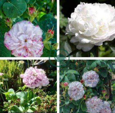 Peony Flowers Seeds White Damask with Light Blue Centre Double Flowers 40 Seeds