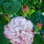 Peony Flowers Seeds White Damask with Light Blue Centre Double Flowers 40 Seeds