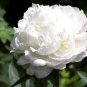 Peony Flowers Seeds White Damask with Light Blue Centre Double Flowers 40 Seeds