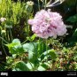 Peony Flowers Seeds White Damask with Light Blue Centre Double Flowers 40 Seeds