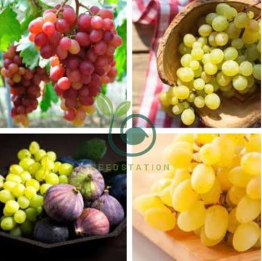 Yellow Red Cluster of Sweet Grape 200 Seeds