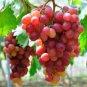 Yellow Red Cluster of Sweet Grape 200 Seeds
