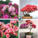 Japanese Azalea Seeds Dark Red Rhododendron Azalea Flowers 200  Seeds